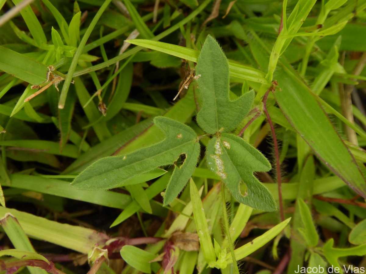 Vigna trilobata (L.) Verdc.